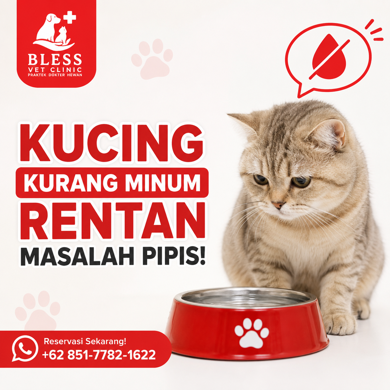 Kucing Kurang Minum Rentan Masalah Pipis, Kenali Gejalanya Sejak Dini